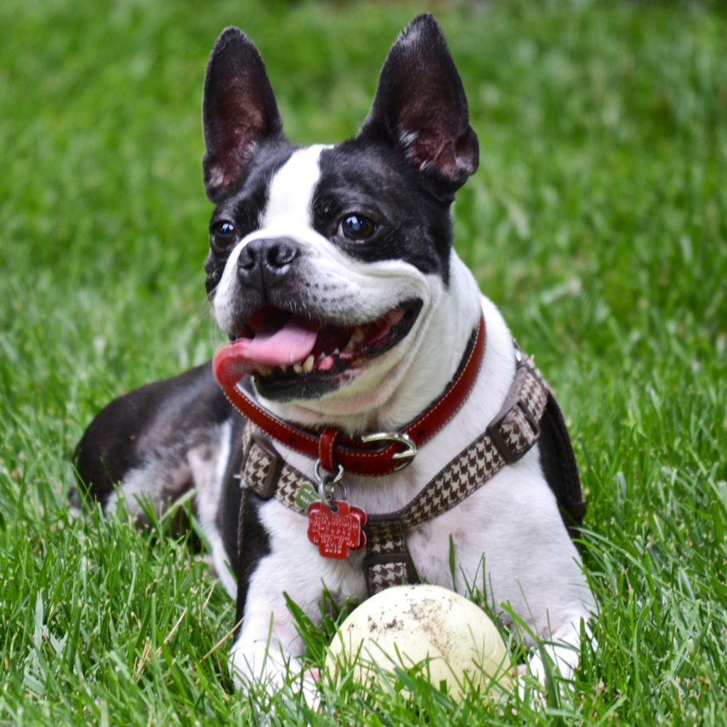 A Healthy, Happy Dog