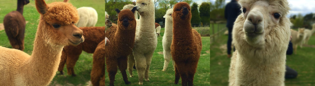 alpaca