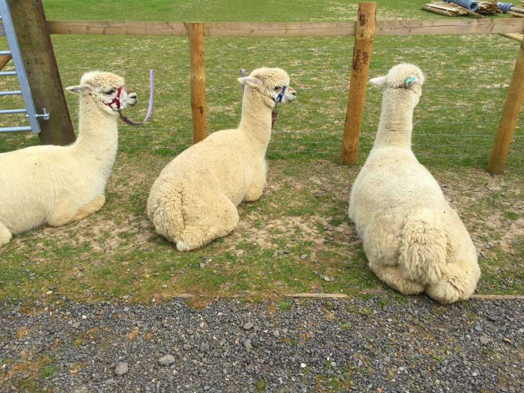 alpaca