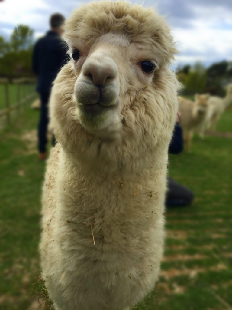 alpaca